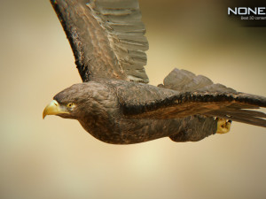 eagles pack v3 - unity 3D Model