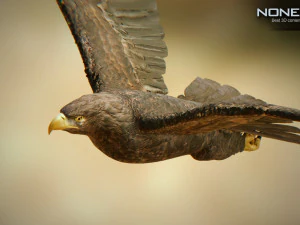 pacchetto aquile v3 - unit&agrave; Modello 3D