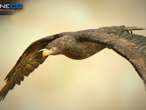 eagles pack v3 - unity 3D Model