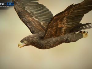 eagles pack v3 - unity 3D Model