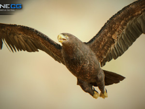 eagles pack v3 - unity 3D Model