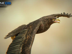 pacchetto aquile v3 - unit&agrave; Modello 3D