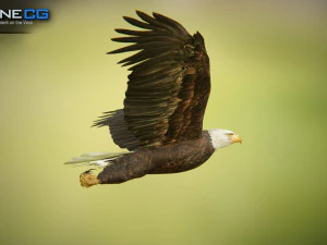 pacchetto aquile v3 - unit&agrave; Modello 3D