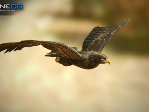 eagles pack v3 - unity 3D Model