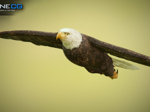 eagles pack v3 - unity 3D Model