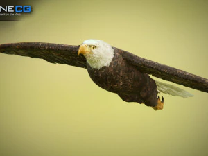 pacchetto aquile v3 - unit&agrave; Modello 3D