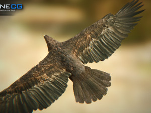 eagles pack v3 - unity 3D Model