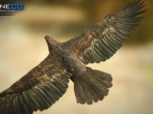 pacchetto aquile v3 - unit&agrave; Modello 3D