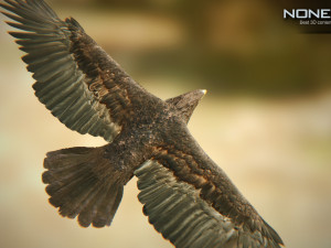 eagles pack v3 - unity 3D Model