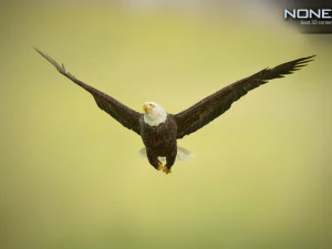 pacchetto aquile v3 - unit&agrave; Modello 3D