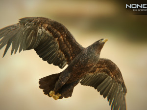 eagles pack v3 - unity 3D Model