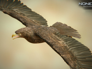 eagles pack v3 - unity 3D Model