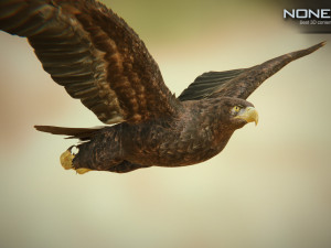eagles pack v3 - unity 3D Model