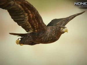 pacchetto aquile v3 - unit&agrave; Modello 3D