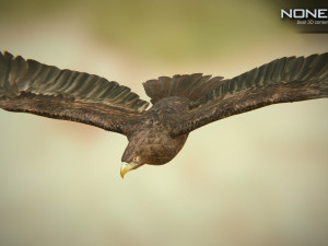 eagles pack v3 - unity 3D Model