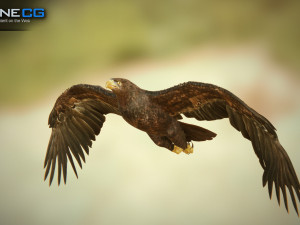 eagles pack v3 - unity 3D Model