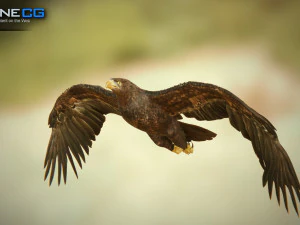 pacchetto aquile v3 - unit&agrave; Modello 3D