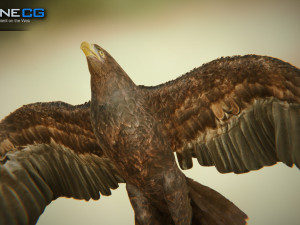 eagles pack v3 - unity 3D Model