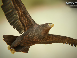eagles pack v3 - unity 3D Model