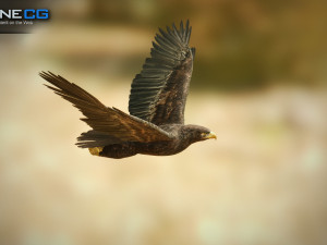 eagles pack v3 - unity 3D Model
