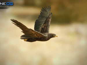 pacchetto aquile v3 - unit&agrave; Modello 3D