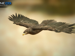 eagles pack v3 - unity 3D Model