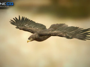 pacchetto aquile v3 - unit&agrave; Modello 3D