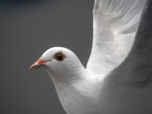 White dove animated 3D Model