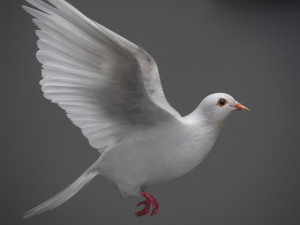 White dove animated 3D Model