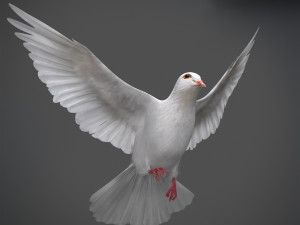 White dove animated 3D Model