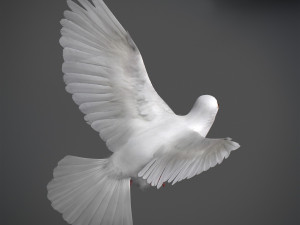 White dove animated 3D Model