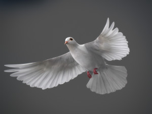 White dove animated 3D Model