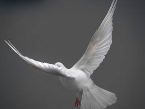 White dove animated 3D Model