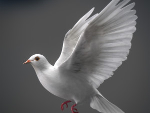 White dove animated 3D Model