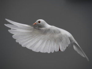 White dove animated 3D Model