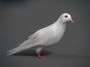 White dove animated 3D Model