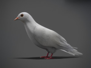 White dove animated 3D Model