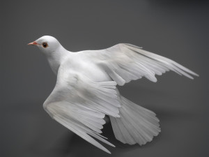 White dove animated 3D Model