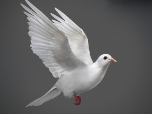 White dove animated 3D Model