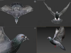 Colomba di roccia animata Modello 3D