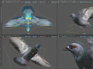 Colomba di roccia animata Modello 3D