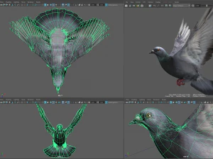 Colomba di roccia animata Modello 3D