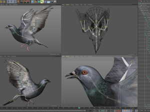 Rock dove animated Model 3D