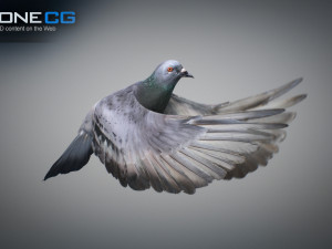 Rock dove animated Model 3D