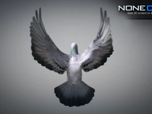 Colomba di roccia animata Modello 3D