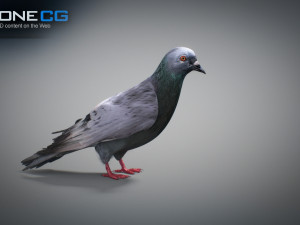 Rock dove animated Model 3D