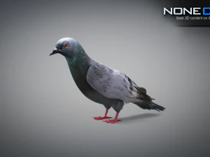 Colomba di roccia animata Modello 3D