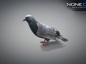 Colomba di roccia animata Modello 3D