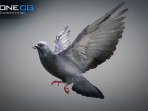 Colomba di roccia animata Modello 3D