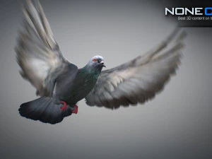 Colomba di roccia animata Modello 3D